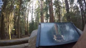 General Sherman Tree Trail (Time Lapse)