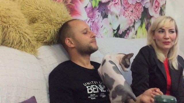 Яша - мой кот сфинкс любит гостей.