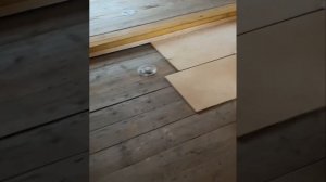 Как избавится от жука короеда в деревянном доме, лучшее средство.