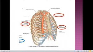 Анатомо-топографические принципы кровоснабжения и иннервации головы,шеи,верхней конечности и ОГП.