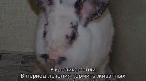 Кролик чихает