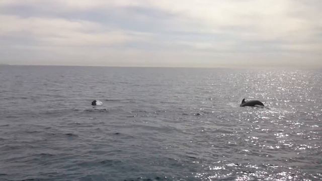 Киты- гринды на Канарских островах смотреть онлайн