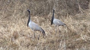 В мире алтайских животных