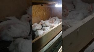 Птицеводство как бизнес.2часть. С чего начать Начинающим./2 видео про бройлеров/???