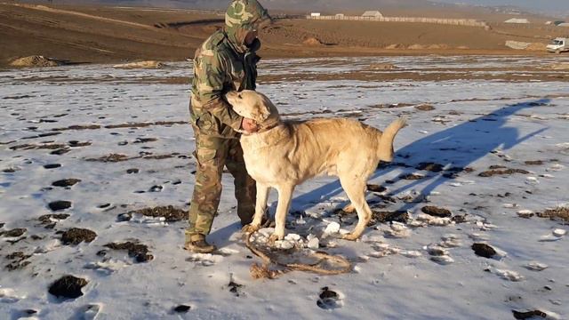ГИГАНТСКИЙ ВОЛКОДАВ!!! смотреть онлайн