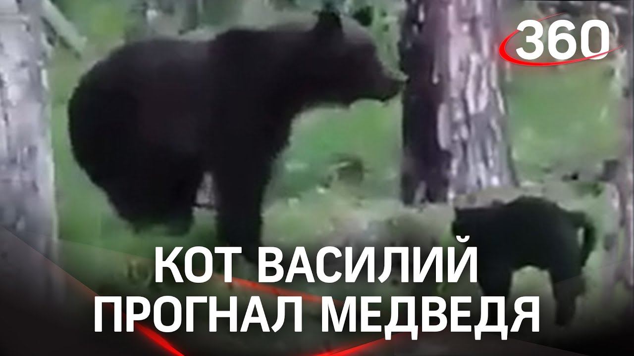 Бесстрашный кот Василий прогнал дикого медведя!