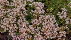 Очитки: виды, агротехника, размножение...