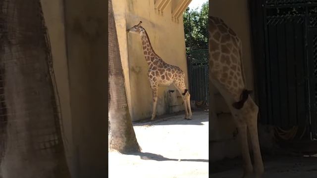 Giraffe Funny Lisbon Zoo - Portugal