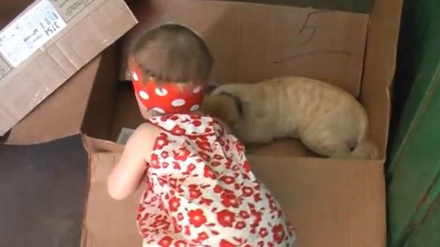 Этот кот похож на льва - СМОТРИ | Валентина Куколева | Блогер на пенсии смотреть онлайн