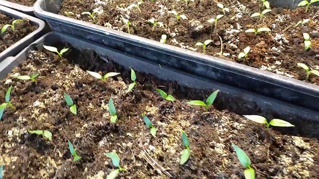 Муравьи исчезнут сразу. Останутся только шкурки смотреть онлайн