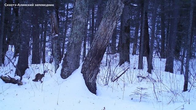Дальневосточный лесной кот. Кадры фотоловушки