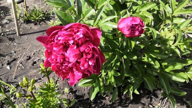 ,Исторический сорт пиона Феликс Крусс.1881 год.Исключительно обильноцветущий сорт .Июнь 2020. смотреть онлайн