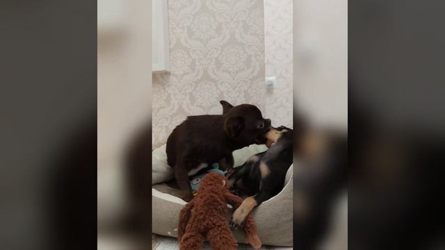 наши собаки Фабби и Баффи ♥️ смотреть онлайн