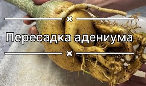 Шок!!! Адениум порвал горшок! Срочная пересадка с формированием каудекса. 14 ноября 2023 г.