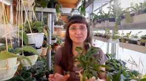 Декабрист: секрет обильного цветения