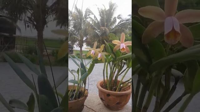 Cattleya forbesii смотреть онлайн