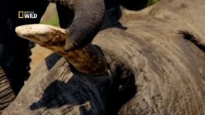 Слон плачет