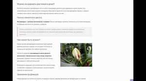 Приметы о филодендроне: чем опасен для женщин комнатный цветок и стоит ли держать его в доме?