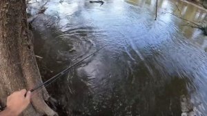 This Inland River is a Fishing Paradise. Murray Cod Fishing Super Trifecta