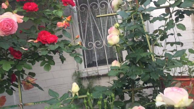 Цветущие плетистые розы украшение нашего дома . смотреть онлайн