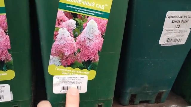 Магазин Оби. Начало мая. Цветы в горшках, розы, лилии, хосты, лилейники и др, также хвойники смотреть онлайн