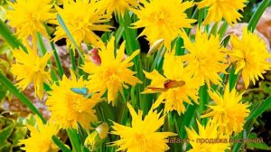 Нарцисс махровый Рип ван Винкль (narcissus) ? обзор: как сажать, луковицы нарциссы Рип ван Винкль