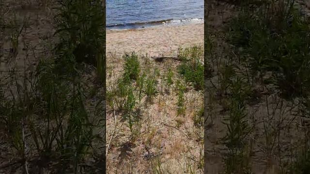 Песчаный пляж на берегу Онежского озера/Sandy beach on the shore of Lake Onega