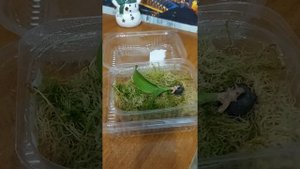 Орхидеи без корней. Реанимация в  тепличке