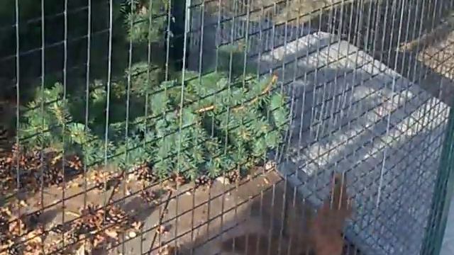 Оооочень веселая белка смотреть онлайн