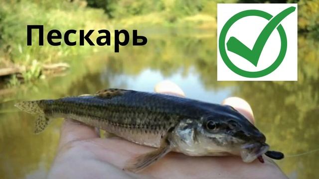Календарь рыболова на Июнь 2023