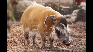 Удивительные соседи. Кистеухая свинья