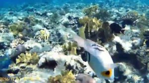 Faraana Reef. Рыбки и кораллы возле отеля Фараана Риф в Шарм-эль-Шейхе.