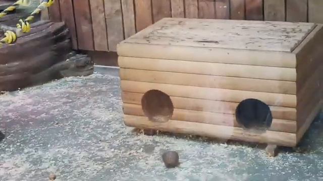 САМЫЙ КРУТОЙ ЗООПАРК ХАРЬКОВА. ЭКСКУРСИЯ. 2 часть смотреть онлайн