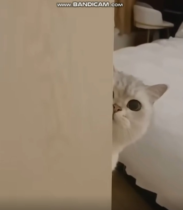 Самые смешные видео 2022 ? Смешные кошки ? и собаки ? смотреть онлайн