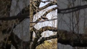 Скворец или дрозд? Орнитологи, ау!