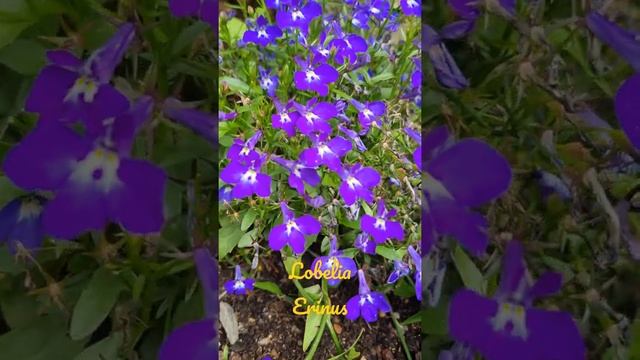 Lobelia Erinus Campanulaceae