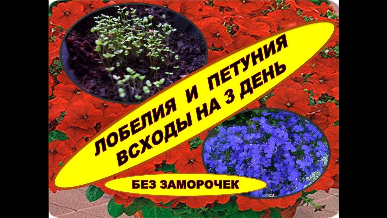 ПЕТУНИЯ БЕЗ ПИКИРОВКИ- ЛОБЕЛИЯ БЕЗ ПИКИРОВКИ! ВСХОДЫ НА 3 ДЕНЬ! Рассада! Посев в кипяток.