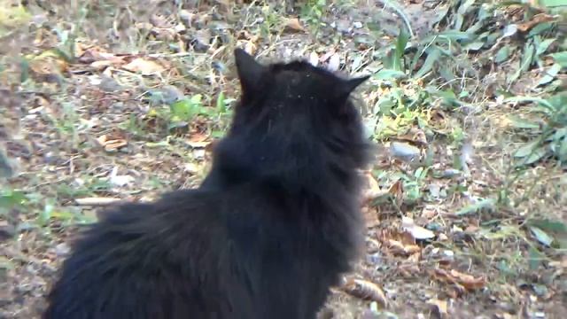 Видео про чёрных котов Серые полосатые коты