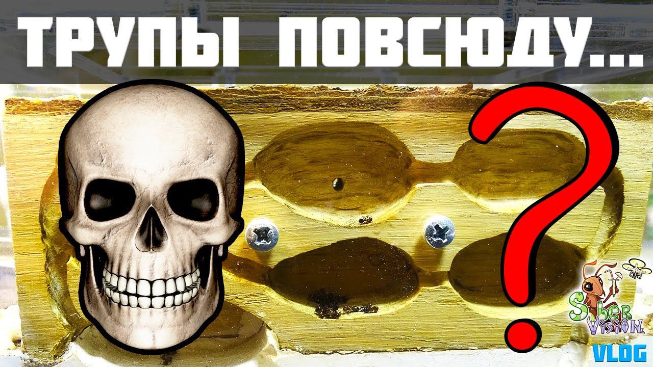 Заселяем муравьев в формикарий с трупами ● Colobopsis truncatus ● Муравьиный VLOG
