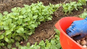 Посадка озимого чеснока