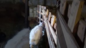 Кашляет коза, что делать?