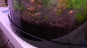 Креветки тайвани мрут в чем причина не пойму!