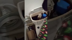 Как поменять поплавок подачи воды в бочке унитаза? Женскими руками.