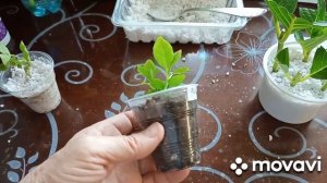 Укоренение крупнолистной гортензии