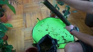 Пересадка монстеры/Опора для лианы своими руками