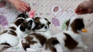 Щенки ши-тцу 1 месяц