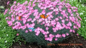Гвоздика серовато-голубая (dianthus gratianopolitanus) ? гвоздика обзор: как сажать рассада гвоздик