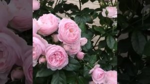 Роза Hans Gonewein Rose (Ханс Хёневайн Роуз). Нежное розовое облако!