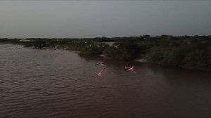 flamingos yucatan mexico celestun drone 4k