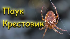 Паук крестовик обыкновенный (Araneus diadematus)